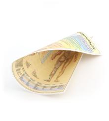 DIN A4 - Die sanfte DORNmethode u. Meridiane in Einem - doppelseitig DE laminiert 